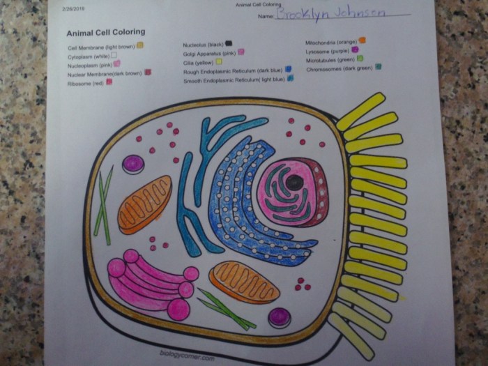 Plant and animal cell coloring worksheets key