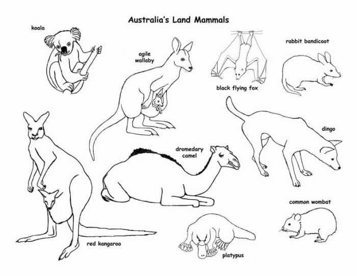 Free printable coloring pages australian animals