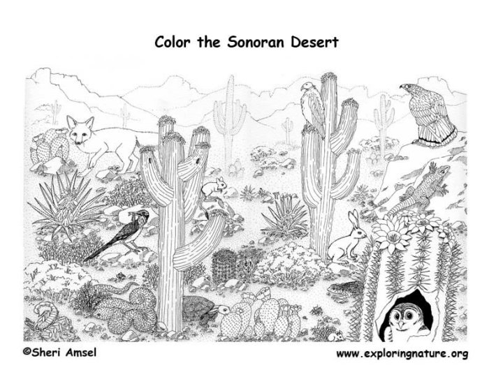 Desert animals coloring pages printable