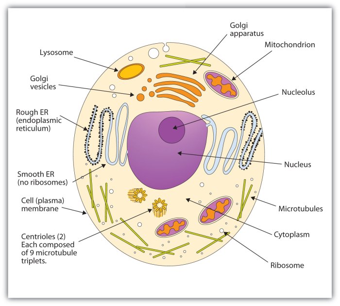 Animal cell coloring labels diagram library clipart popular