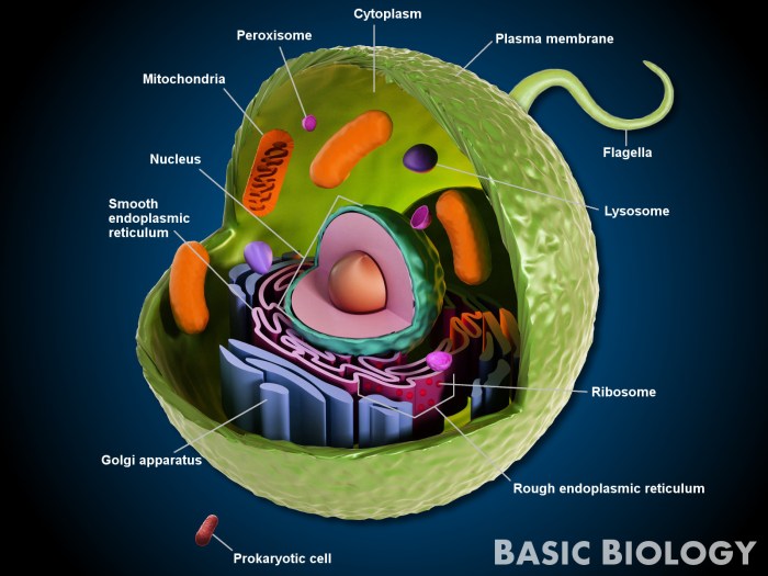 Animal cell coloring key page 30