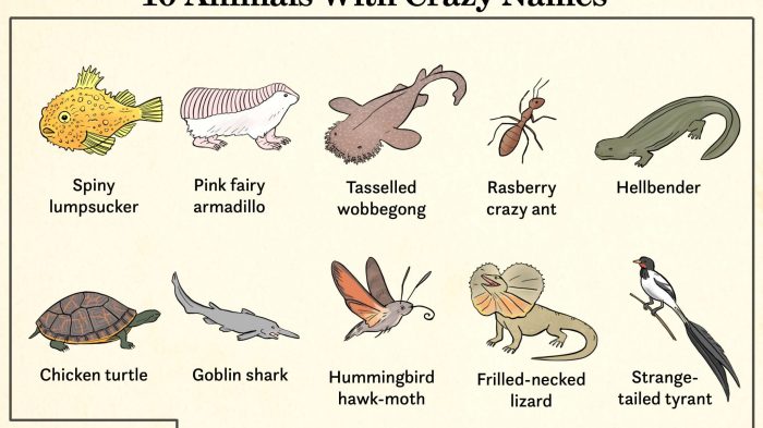 False coloring animals names