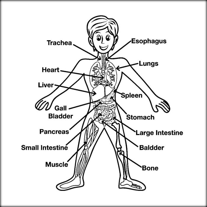 Borrow the anatomy coloring book