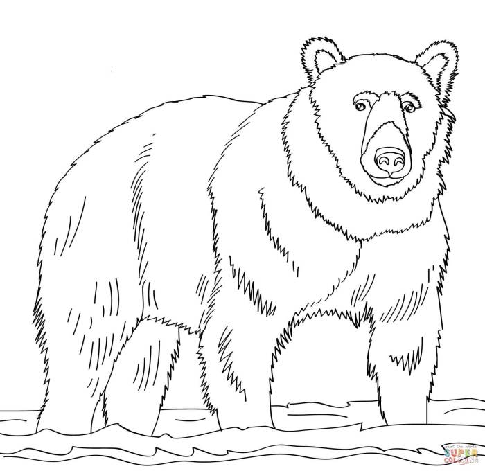 Brown bear coloring book printable