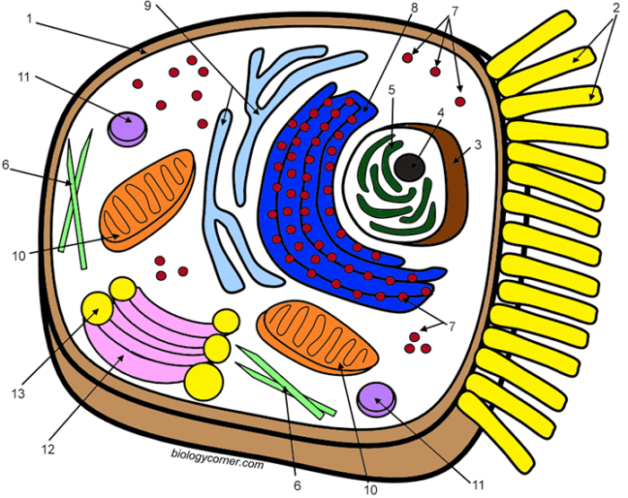 Plant and animal cell coloring worksheets key