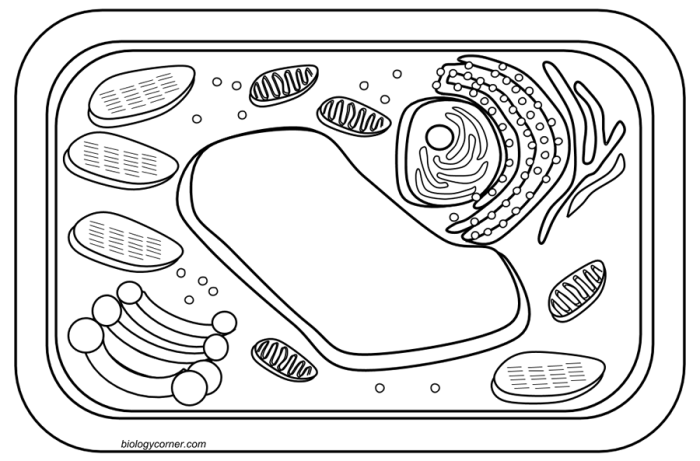 Free animal and plant cell coloring worksheet