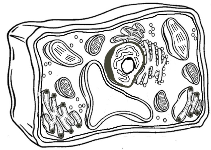 Cell animal coloring biologycorner parts membrane worksheets function reticulum endoplasmic describe briefly