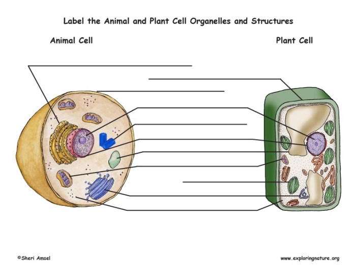 Free animal and plant cell coloring worksheet