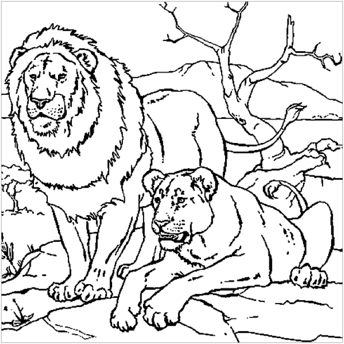 Fun animal coloring pages lion