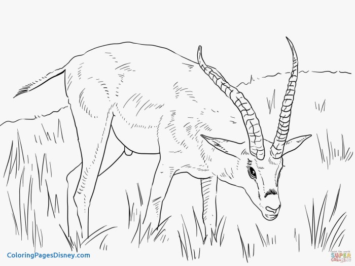 Gazelle animal coloring page