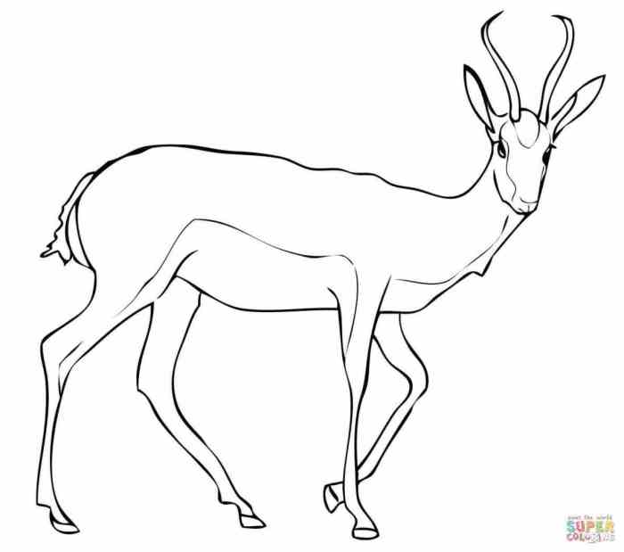 Gazelle animal coloring page