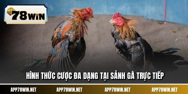 Hình thức cược đa dạng tại sảnh gà trực tiếp
